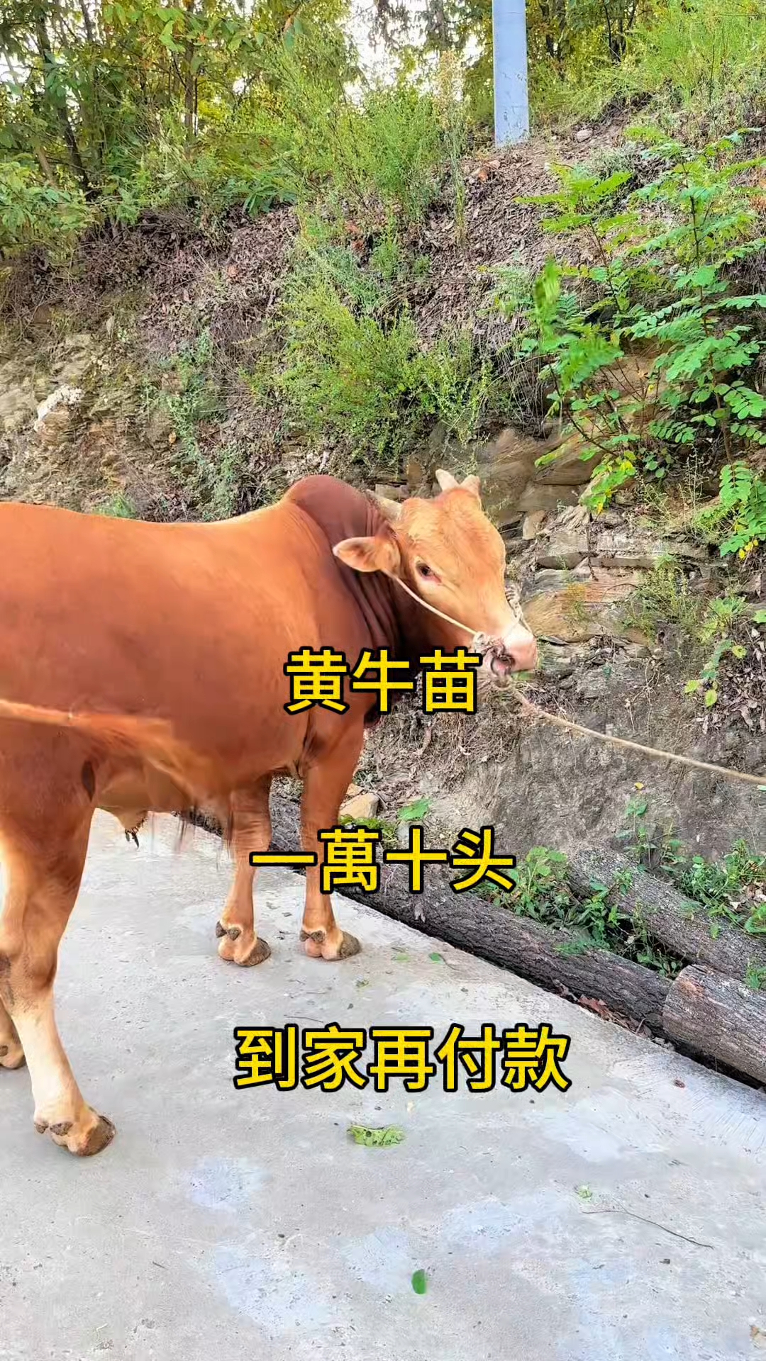 临邑最新黄牛代办方法分析(最方便真实的临邑黄牛代办网约车证方法)