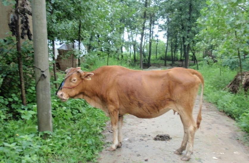 临邑最新求一个套医保卡的黄牛是真的吗方法分析(最方便真实的临邑求一个套医保卡的黄牛是真的吗还是假的方法)