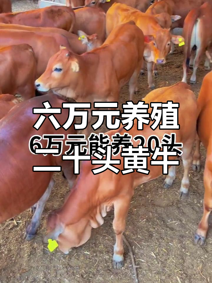 临邑最新线上套医保的黄牛是真的吗方法分析(最方便真实的临邑线上套医保的黄牛是真的吗能报销吗方法)